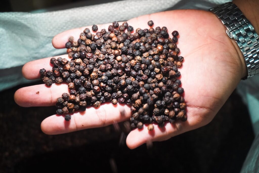 Whole black pepper berries in the hand, ASTA cleaned