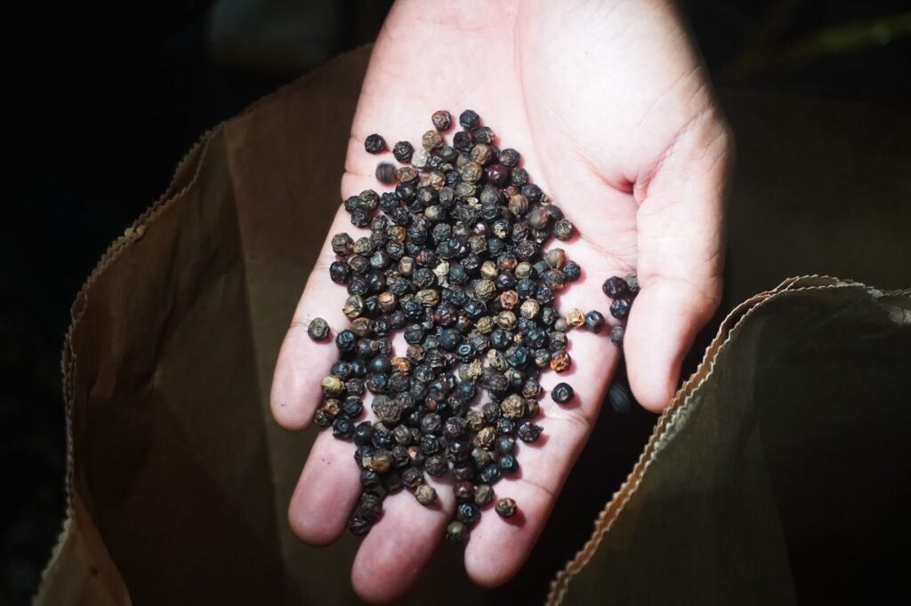 Large black pepper berries in the hand
