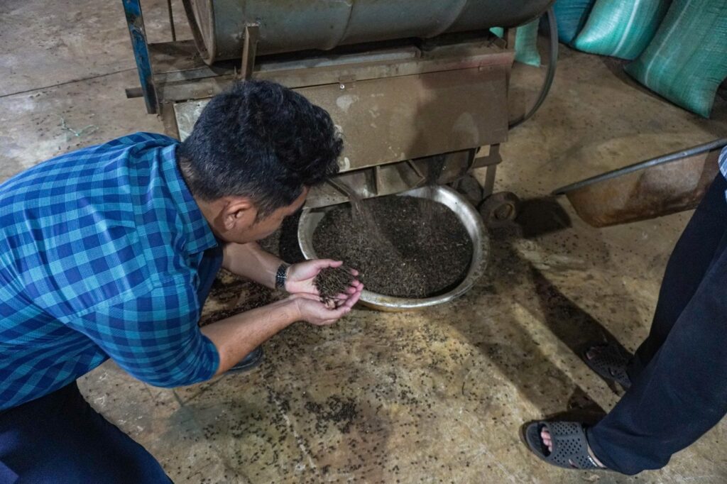Liam Phan checking a black pepper sample from the lot
