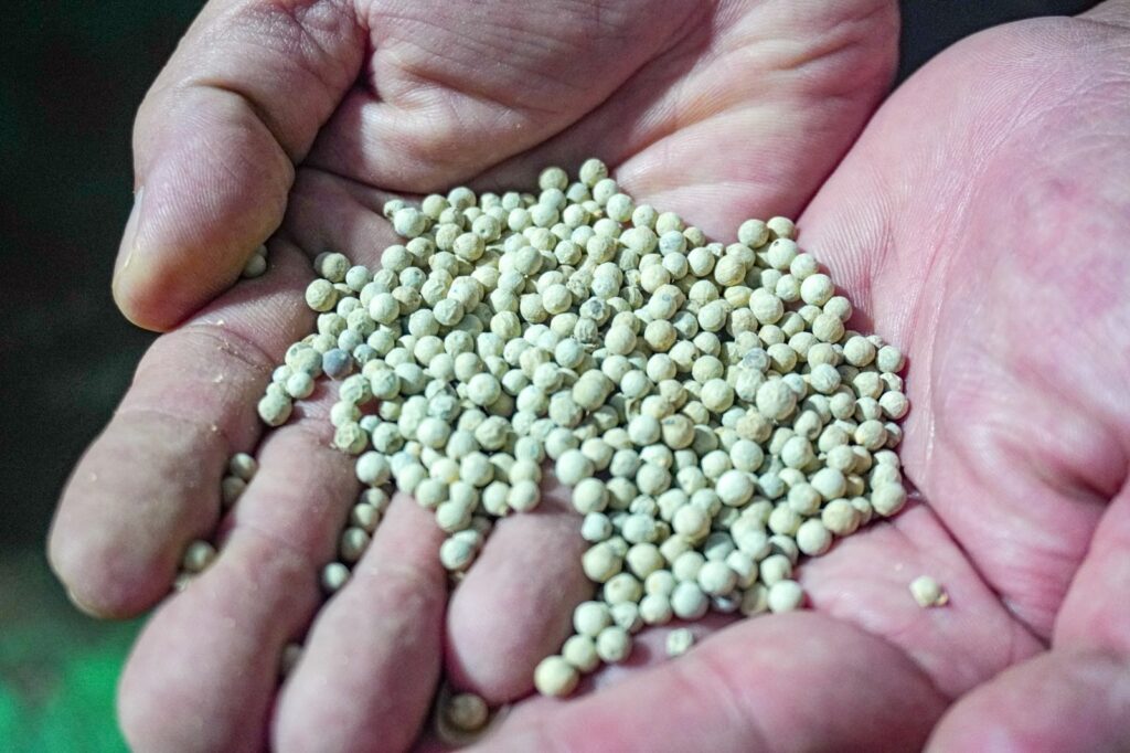 Whole white pepper in the hand