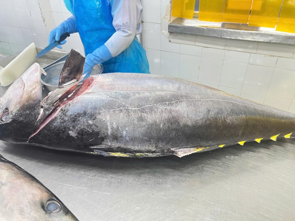 Whole yellowfin before cutting